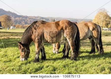 Heavy Draft Horse Eating It's Grass