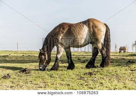 Heavy Draft Horse Eating It's Grass