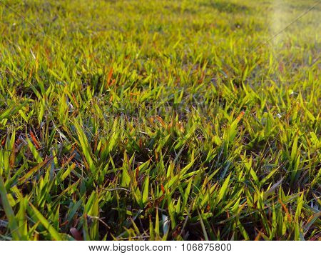Grasses on Field in Morning