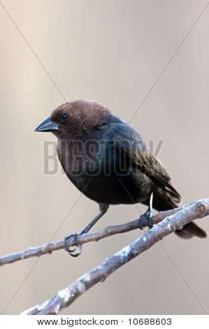 Wild Molotro appollaiato su un ramo