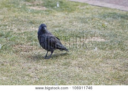 Jackdaw