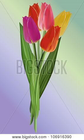 Bouquet Of Colorful Tulip