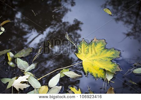 Leaves in puddle