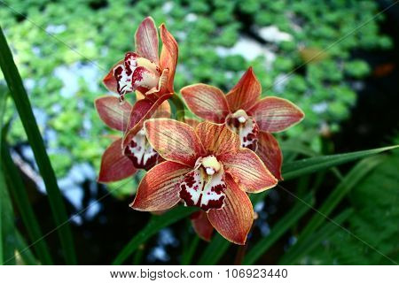 Orchids