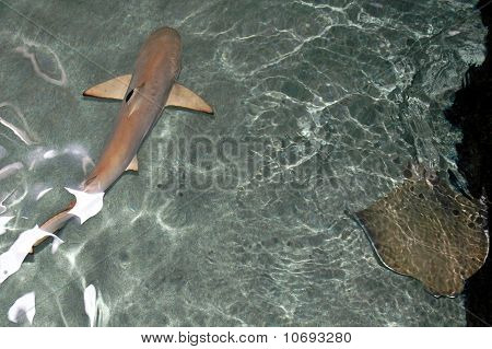 Bebê Blacktip Shark e arraia