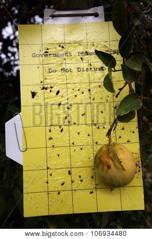BAKERSFIELD, CA - AUG 28, 2015: A government insect trap attached to a citrus tree collecting insects for inspection of destructive pest and counting purposes.