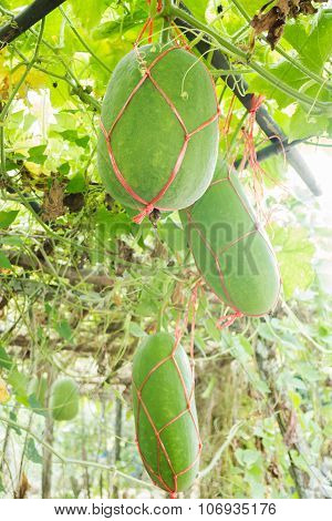 Fresh Of Green Winter Melon On The Tree