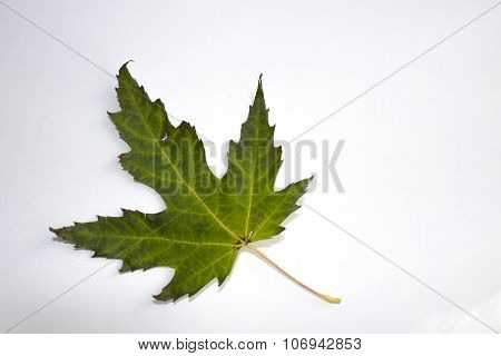 Green Leaf