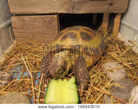 Turtle overland