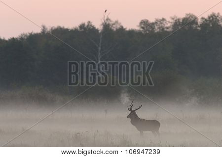 Red Deer