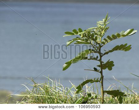 Small plant near a lake.