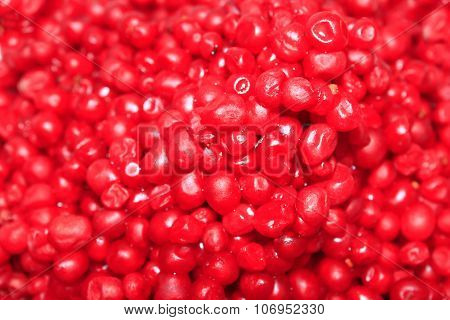 Harvest Of Red Schizandra
