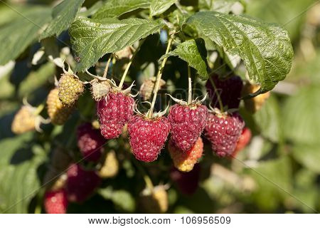 Raspberry