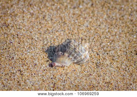 Veined Rapa Whelk