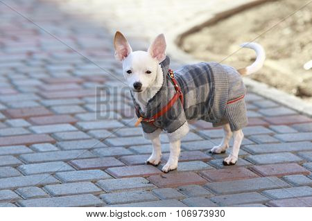 Dressed Chihuahua At Street