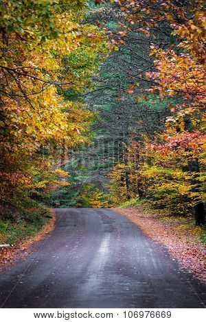 Autumn color illuminates the forest  in late October