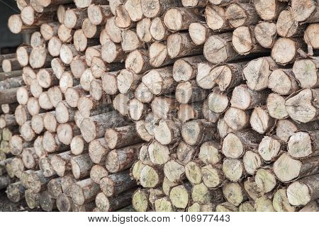 log wood