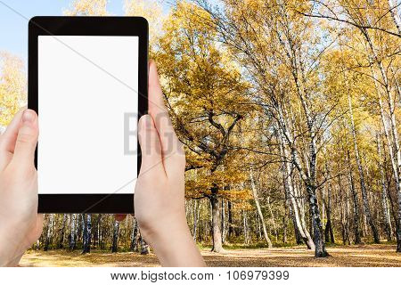 Tablet Pc And Yellow Tree In Autumn Forest