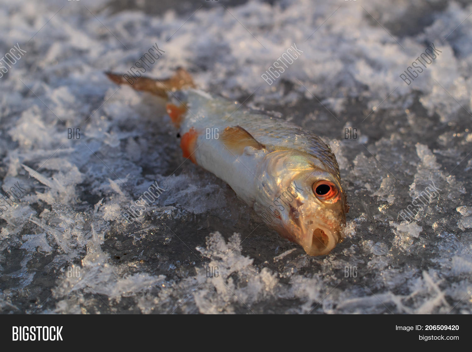 Fish On Ice During Image & Photo (Free Trial) Bigstock