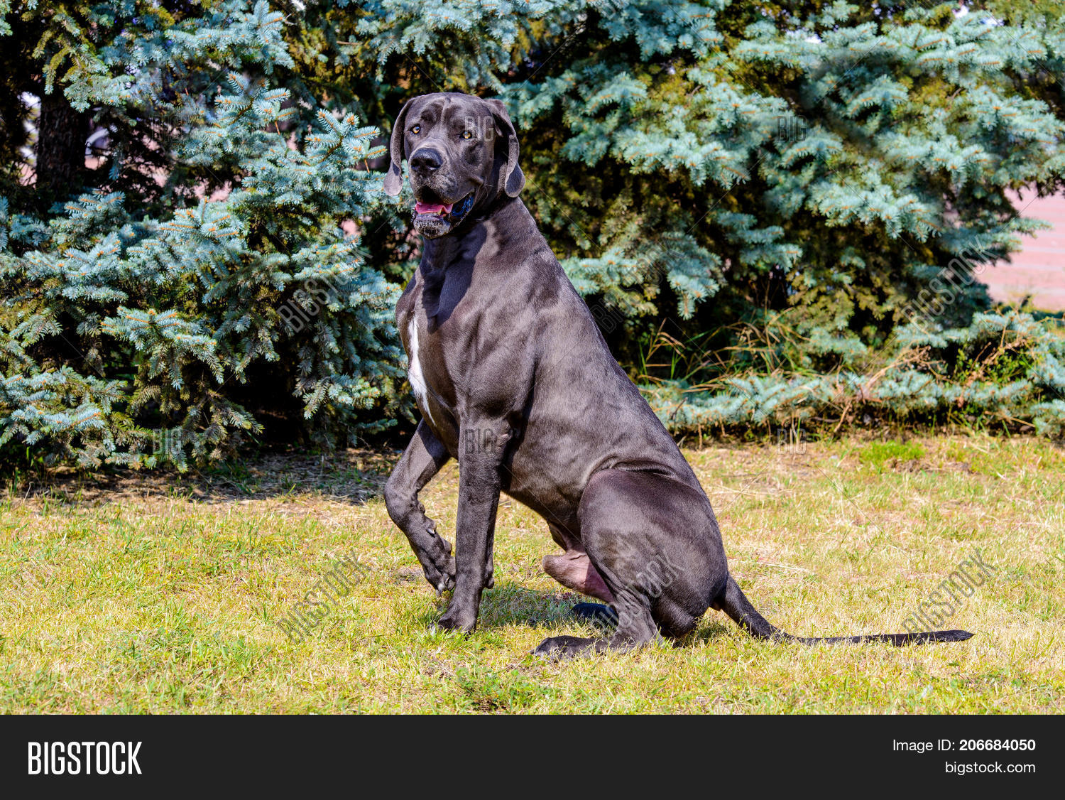 Great Dane Uplifts Paw Image & Photo (Free Trial) Bigstock