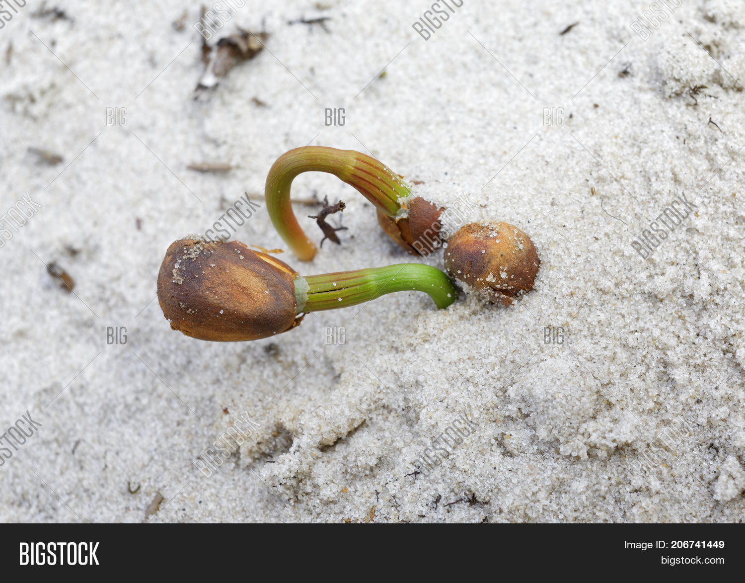 Sprouts Siberian Cedar Image & Photo (Free Trial) Bigstock