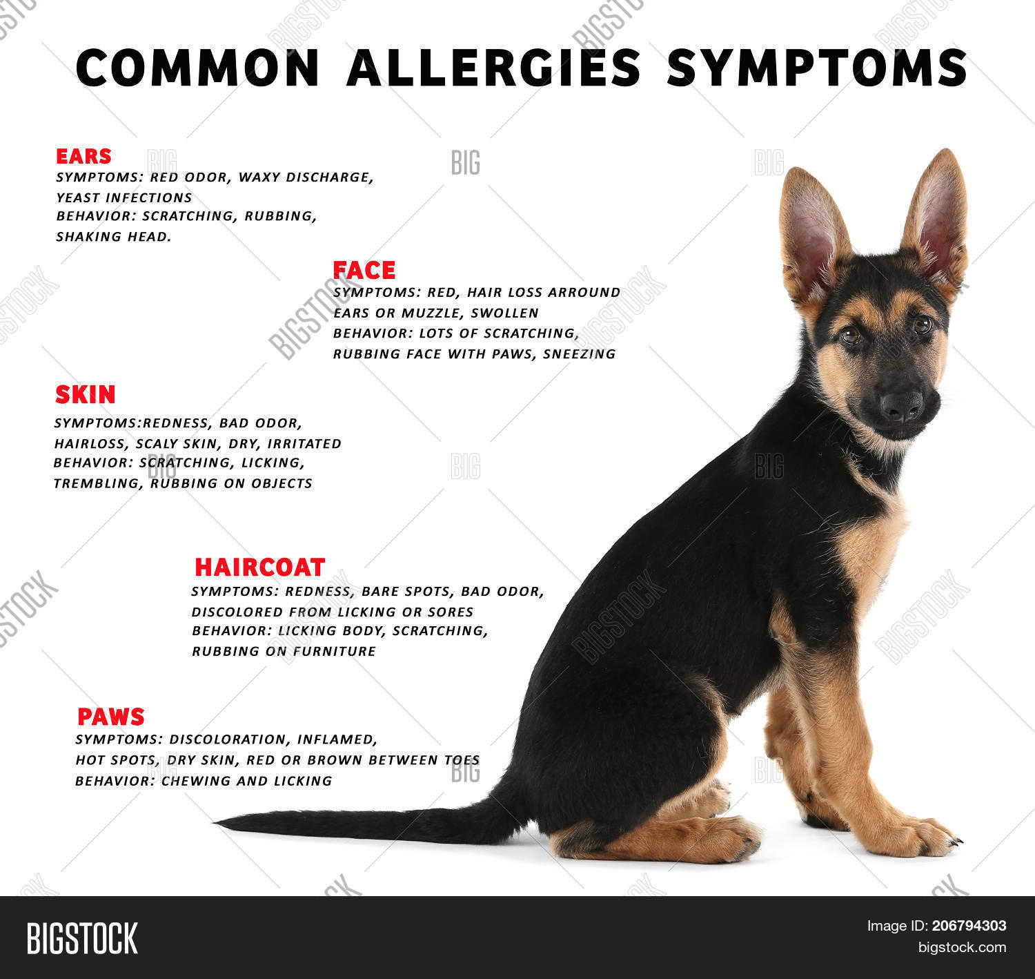 How Do I Know If Im Allergic To My Puppy
