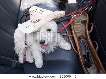 White terrier with summer vacation strawhat on black leather seats inside car.