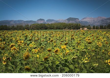 Sunflower Field