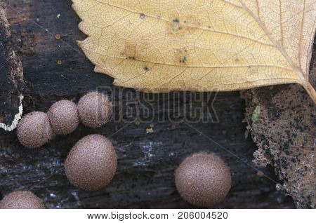 Mushrooms (slime mould Lycogala epidendrum) on an old stump