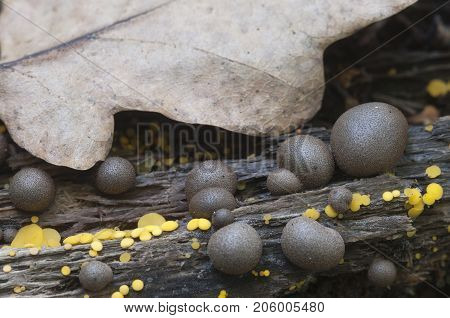 Mushrooms (slime mould Lycogala epidendrum and Bisporella citrina) on an old stump