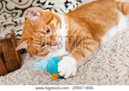 Cat Playing With Toy Mouse