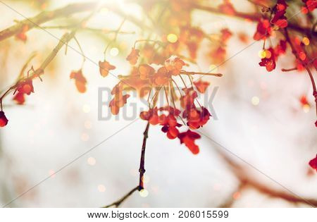 nature and environment concept - spindle tree or euonymus hamiltonianus branch with fruits in winter