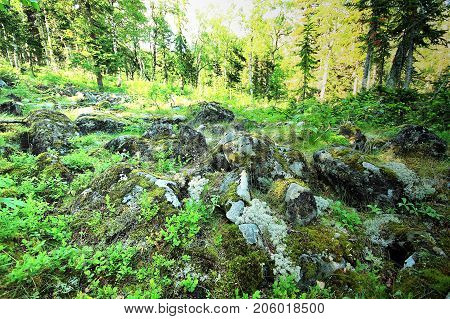 Middle Urals Russia Tayga Forest near Konzhak Stone Mountain