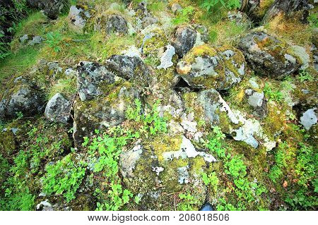 Middle Urals Russia Ground of Tayga Forest near Konzhak Stone Mountain