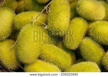 Exotic cucumbers. African wild cucumber Cucumis africanus tropical plant. Background of amazing wild cucumbers