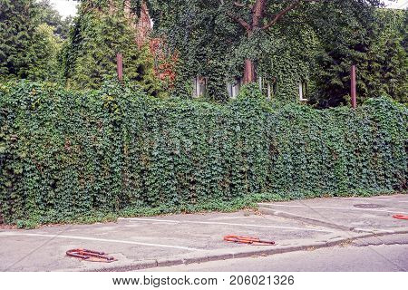 Part of the fence overgrown with green plants on the street near the parking lot
