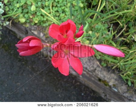 Pink Bush Lily on a Wall in the Garden