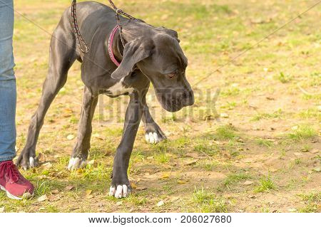 German kurtshaar, or German short-haired sham close-up. Space under the text. 2018 year of the dog in the eastern calendar Concept: friend, protection, loyalty, vigilance, security