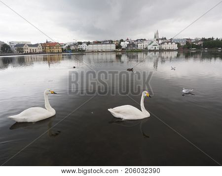 Swan swimming at Reykjavik pond in Iceland