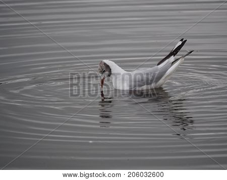 The gull looks into the water in the pond of Reykjavik