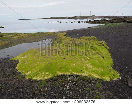 Low tide and exposed green algae on Grotta island, Reykjavik, Iceland