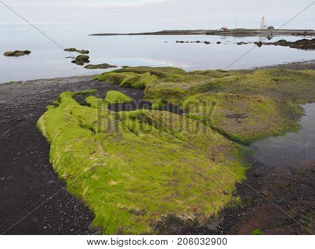 Low tide and exposed green algae on Grotta island, Reykjavik, Iceland