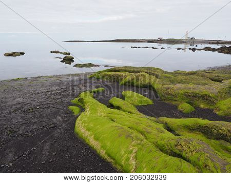 Low tide and exposed green algae on Grotta island, Reykjavik, Iceland
