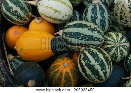 Colorful Pumpkins Collection On The Autumn Market