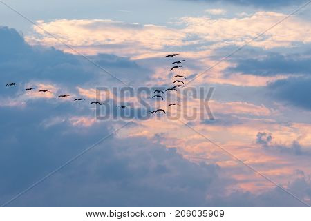 a flock of geese flying away from the changing weather