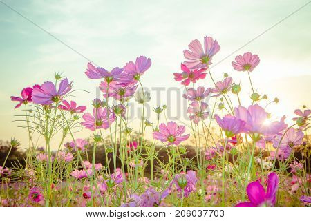 Beautiful cosmos flower blooming in the field
