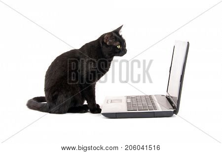 Black cat looking keenly at a laptop screen, on white background