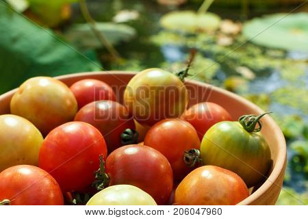 Red And Green Tomatoes On A Plate On A Background Of A Pond