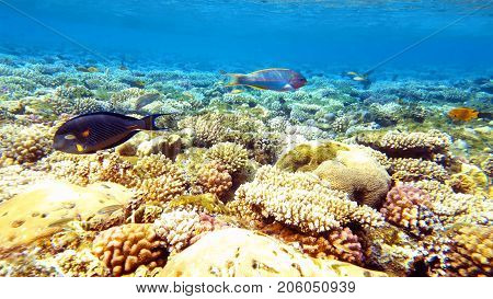 Tropical fish and colorful coral reef underwater shot. Red sea coral reef underwater nature wild life.