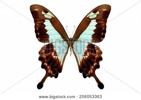 beautiful butterfly isolated on a white background